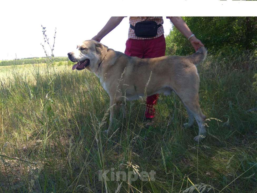 Собаки в Саратове: Кобель среднеазиатской овчарки для вязки Мальчик, 4 руб. - фото 1