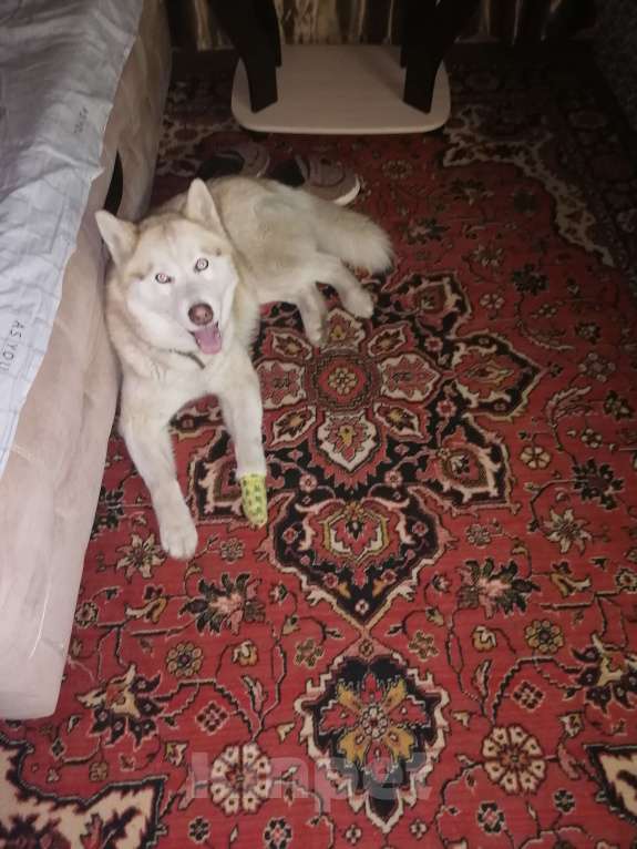 Собаки в Кашире: Пропала собака хаски Мальчик, 5 000 руб. - фото 5