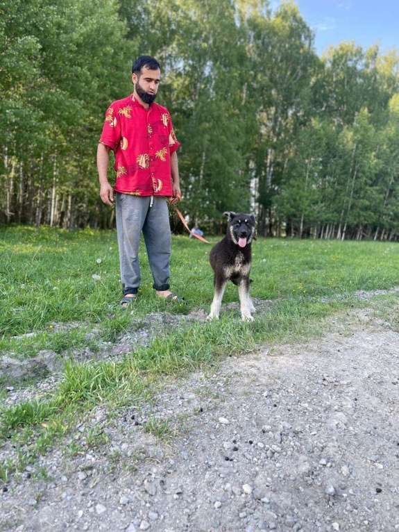 Собаки в Москве: Щенок метис овчарки в добрые руки! Девочка, Бесплатно - фото 6
