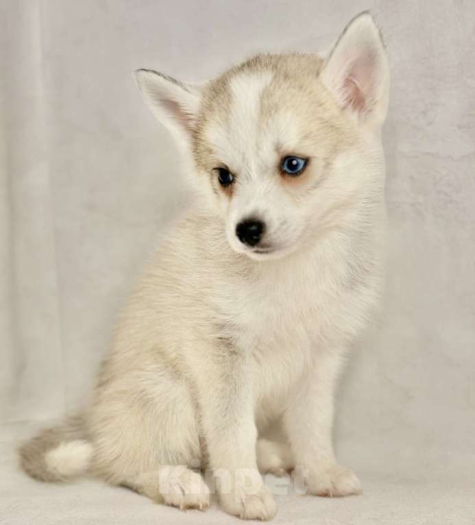 Собаки в Балашихе: Помски F1 кобель мини до 40 см  Мальчик, 65 000 руб. - фото 5