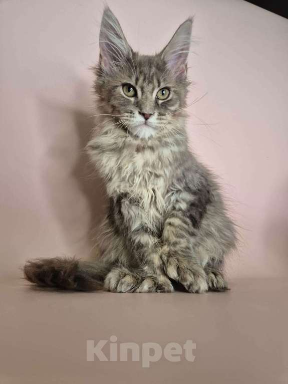 Кошки в Ставрополе: Котик красавиц.  Мальчик, 40 000 руб. - фото 4