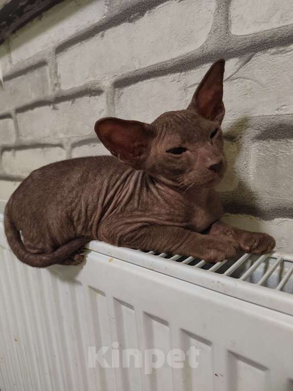 Кошки в других городах Московской области: Котёнок петерболд 💙 Мальчик, 50 000 руб. - фото 4