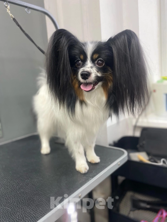 Собаки в Малоархангельске: Готова переехать в лучшую семью малышка-папийон Девочка, 50 000 руб. - фото 4