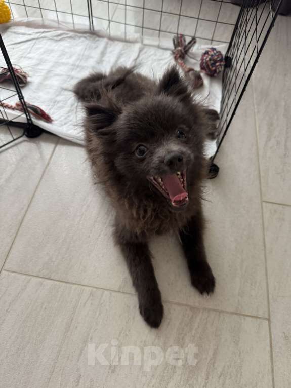 Собаки в Минеральном Воде: Красавчик Ричи Мальчик, 20 000 руб. - фото 3