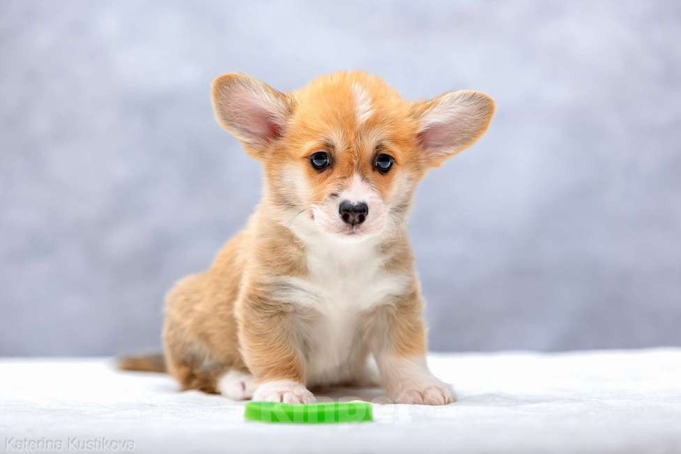 Собаки в Москве: Ваше ушастое счастье ждёт! Мальчик, 70 000 руб. - фото 5