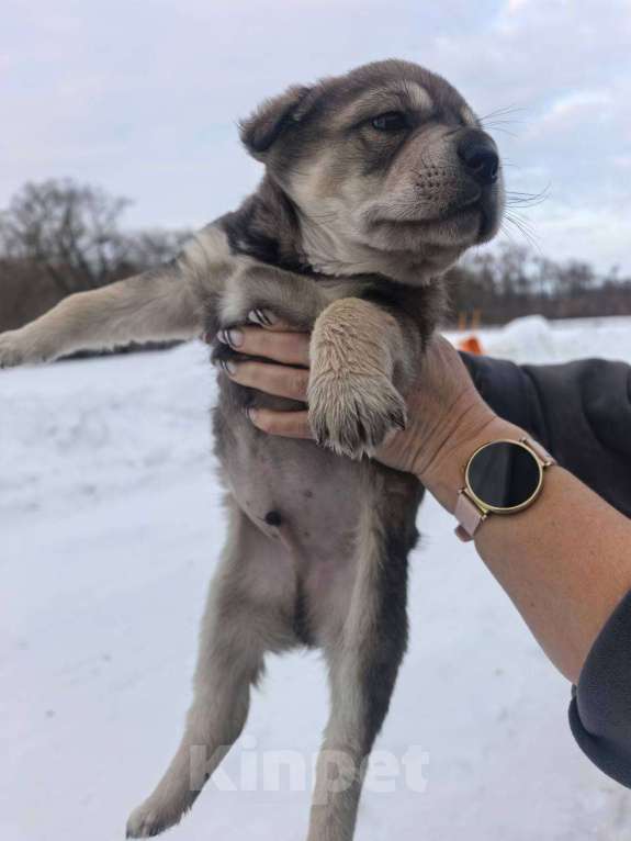 Собаки в Лебедяни: В добрые руки Мальчик, Бесплатно - фото 6