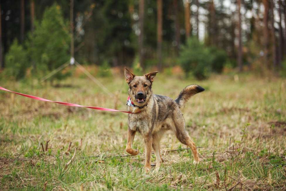 Собаки в Мытищах: Валентин - воплощение любви и преданности Мальчик, 10 руб. - фото 3