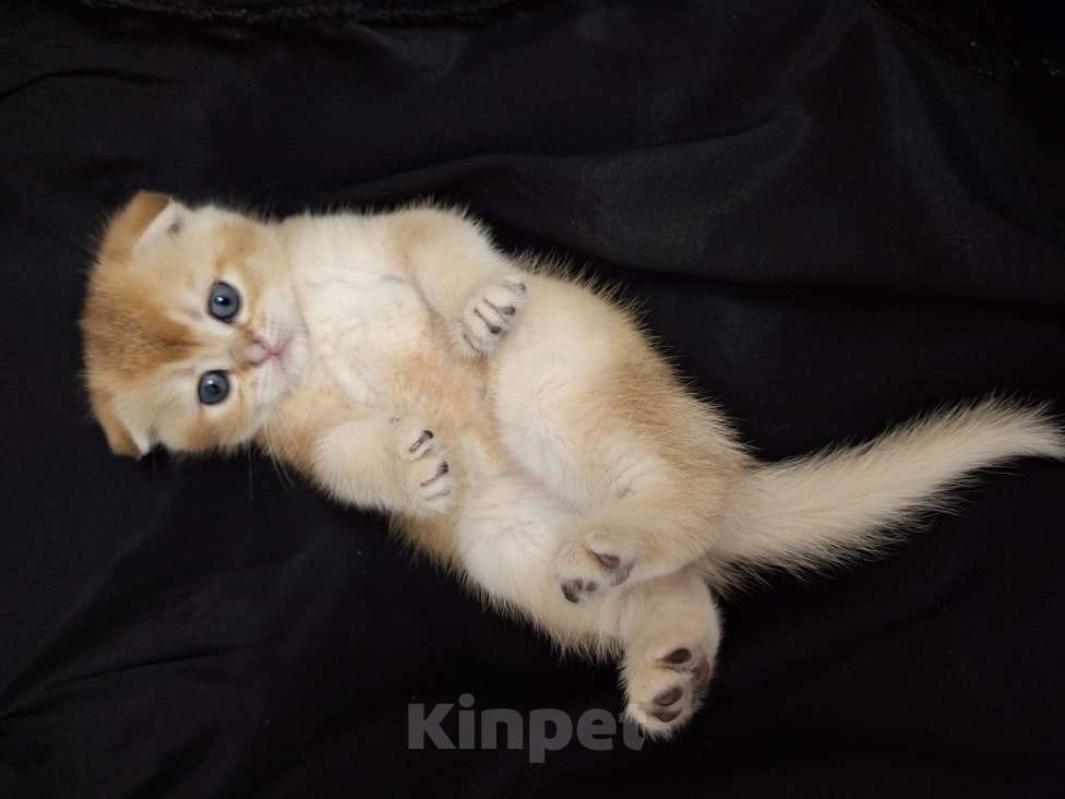 Кошки в Москве: Золотой мальчик Мальчик, 50 000 руб. - фото 3