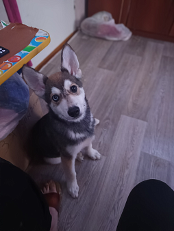 Отдам в добрые руки щенка