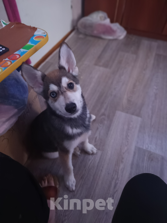 Собаки в Нижнем Новгороде: Отдам в добрые руки щенка Девочка, Бесплатно - фото 1