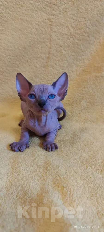 Кошки в Москве: Нежнейшая котодевочка Девочка, 35 000 руб. - фото 2