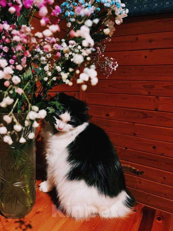 Кошки в Белоозёрском: Потерялся чёрно-белый кот! Мальчик, Бесплатно - фото 5