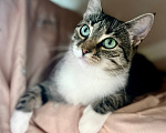 Кошки в Москве: Котёнок ищет семью Девочка, Бесплатно - фото 2