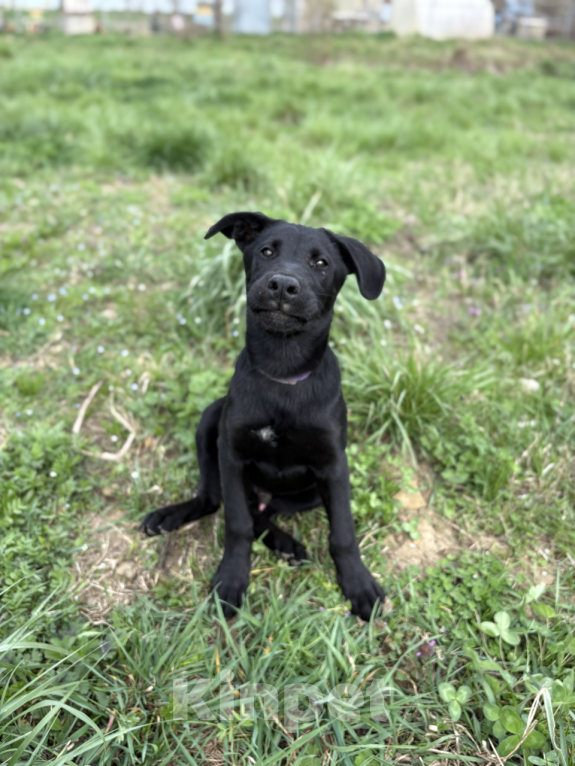 Собаки в других городах Краснодарского края: Уникальный щенок «ризеновчарик» мальчик Люк Мальчик, 1 000 руб. - фото 5
