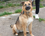 Собаки в Москве: Позитивная Сэмми в поисках своей семьи! Девочка, Бесплатно - фото 5