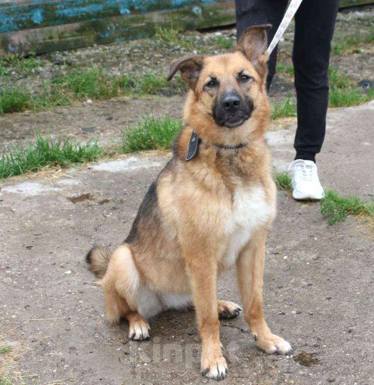 Собаки в Москве: Позитивная Сэмми в поисках своей семьи! Девочка, Бесплатно - фото 5