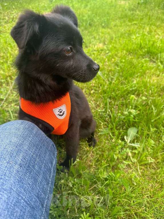 Собаки в Москве: Миниатюрная Тина Девочка, Бесплатно - фото 2