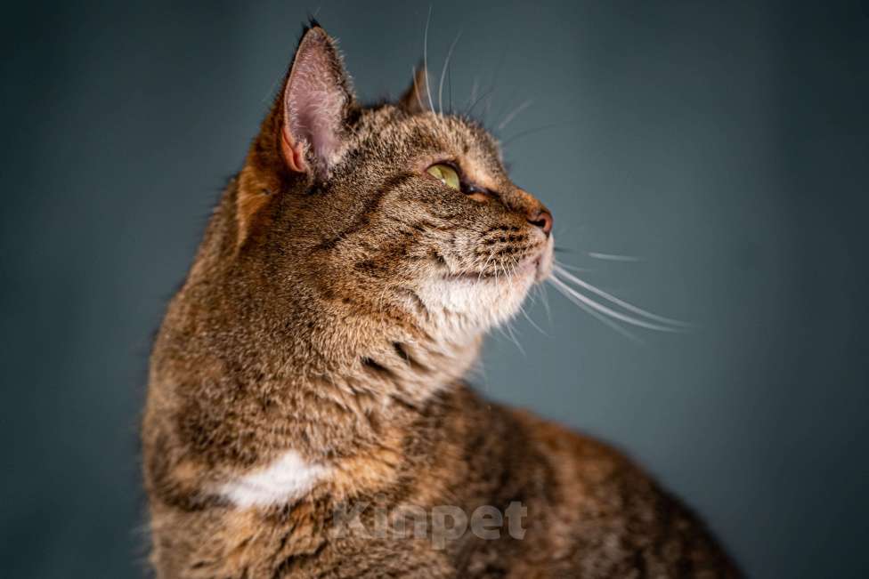 Кошки в Клине: Ласкуша — кошка-обнимашка Девочка, Бесплатно - фото 6