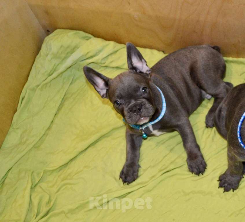 Собаки в Самаре: Щенки французского бульдога  Мальчик, 35 000 руб. - фото 4