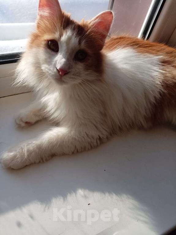 Кошки в Калуге: Отдам в хорошие руки Мальчик, Бесплатно - фото 4