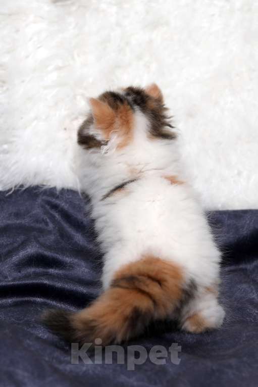 Кошки в Москве: Чудесная шотландская черепашка Девочка, 25 000 руб. - фото 9