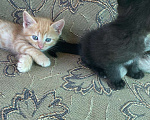 Кошки в Магнитогорске: Котята бесплатно Мальчик, Бесплатно - фото 5