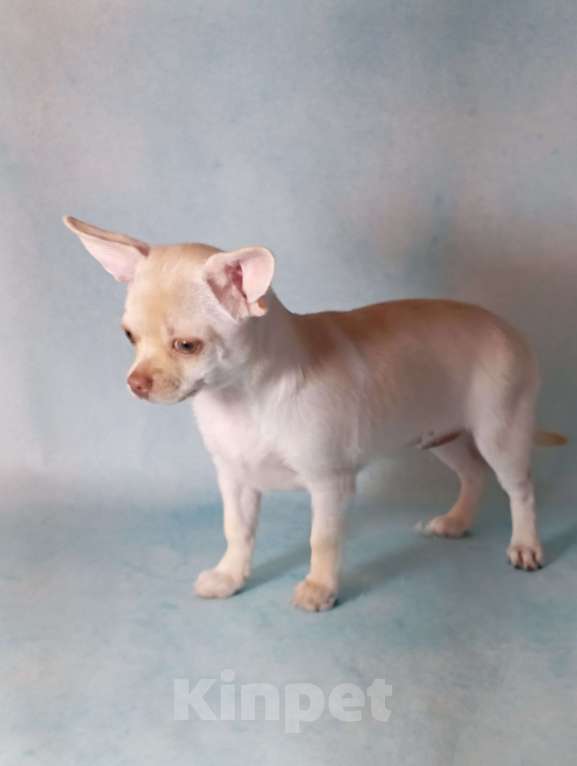 Собаки в Ростове-на-Дону: Щенки чихуахуа Мальчик, 50 000 руб. - фото 2