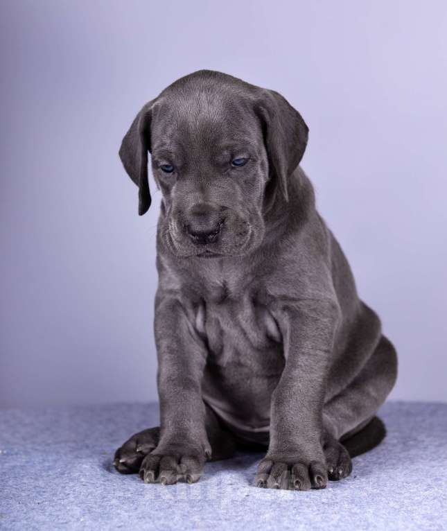 Собаки в Нижнем Новгороде: Немецкий Дог Чемпион Моего Сердца (Розовая лента) Девочка, 100 000 руб. - фото 9