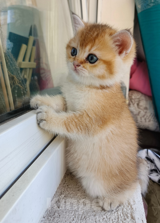 Кошки в Воронеже: Котенок британский  короткошестный Мальчик, 23 000 руб. - фото 4