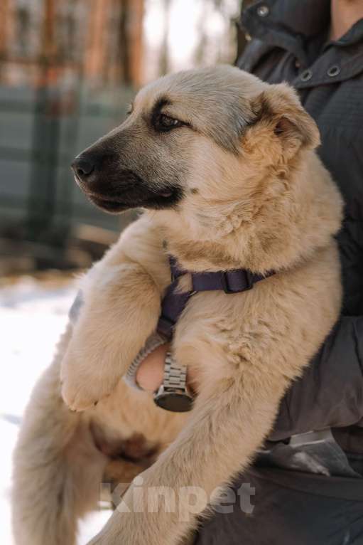 Собаки в Санкт-Петербурге: Мишель из приюта в добрые руки Девочка, Бесплатно - фото 5