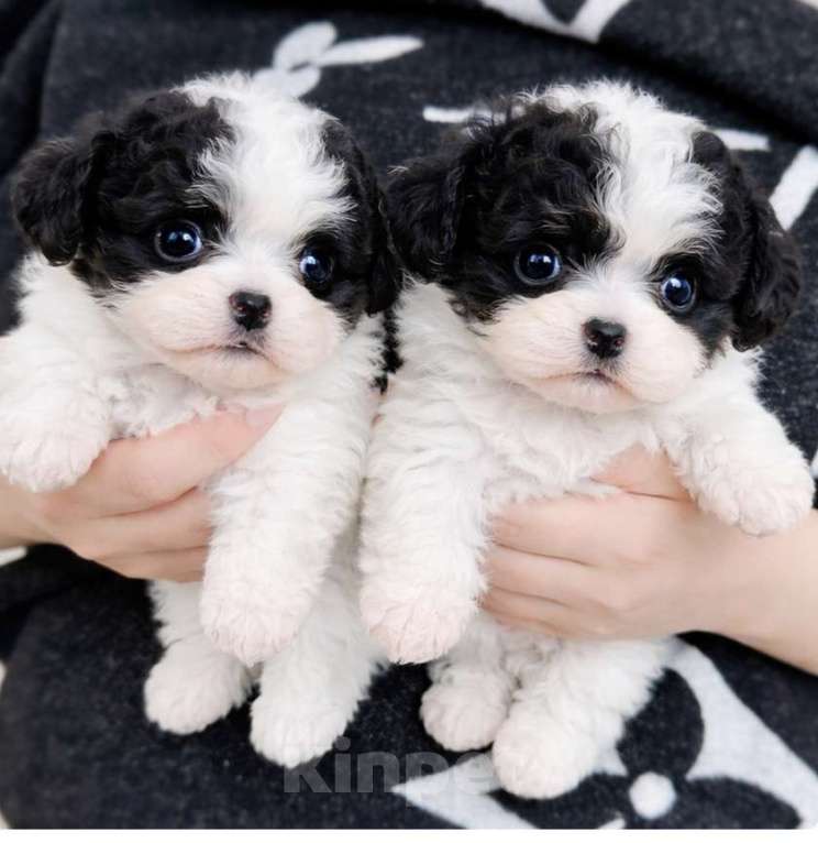 Собаки в Москве: Тикап пудель Девочка, 250 000 руб. - фото 1