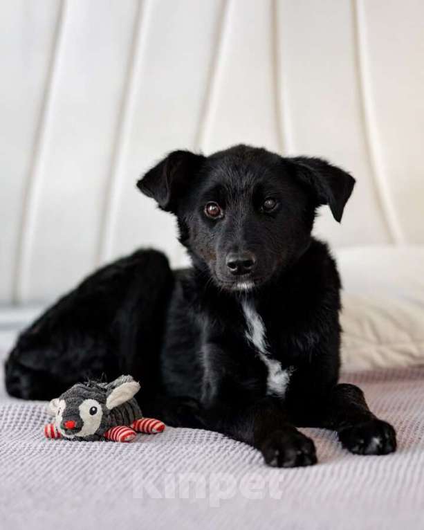 Собаки в Москве: Маленькая Молли ищет свой дом! Девочка, Бесплатно - фото 1