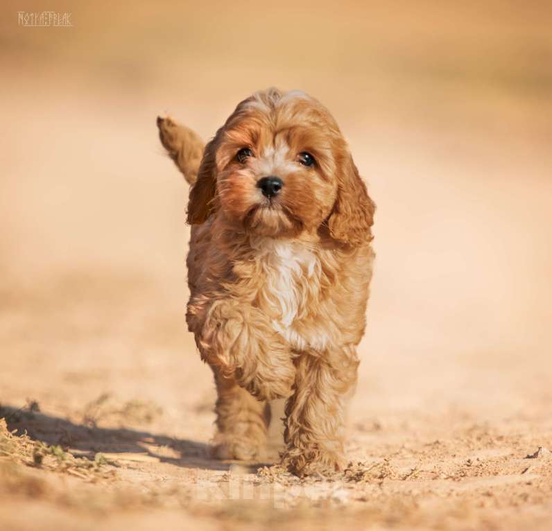 Собаки в Москве: Щенок КАВАПУ  от заводчика Девочка, Бесплатно - фото 5