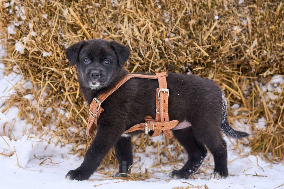 Собаки в Москве: щенок Марта ищет семью Девочка, Бесплатно - фото 3
