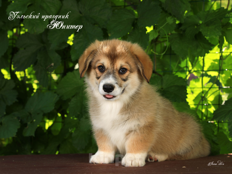 Собаки в Мытищах: Щенки вельш-корги пемброк Мальчик, 90 000 руб. - фото 1
