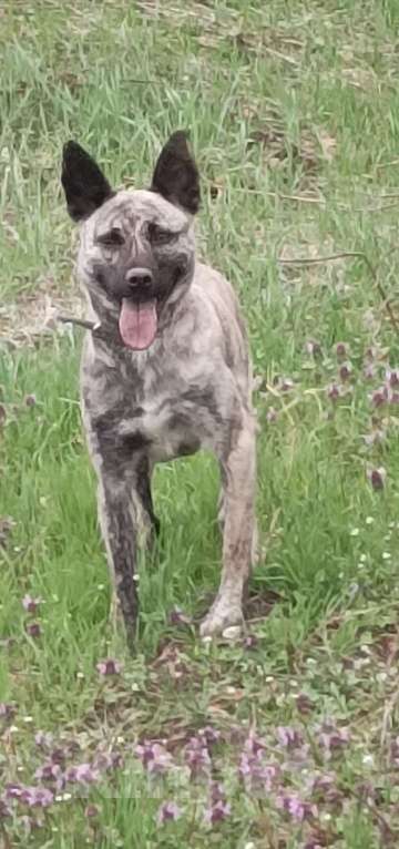 Собаки в других городах Краснодарского края: Срочно, в добрые руки! Девочка, Бесплатно - фото 1