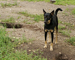 Собаки в Новосибирске: Доче нужна семья Девочка, 1 руб. - фото 3