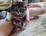 Кошки в Барнауле: Котята Курильского бобтейла Девочка, 1 500 руб. - фото 3
