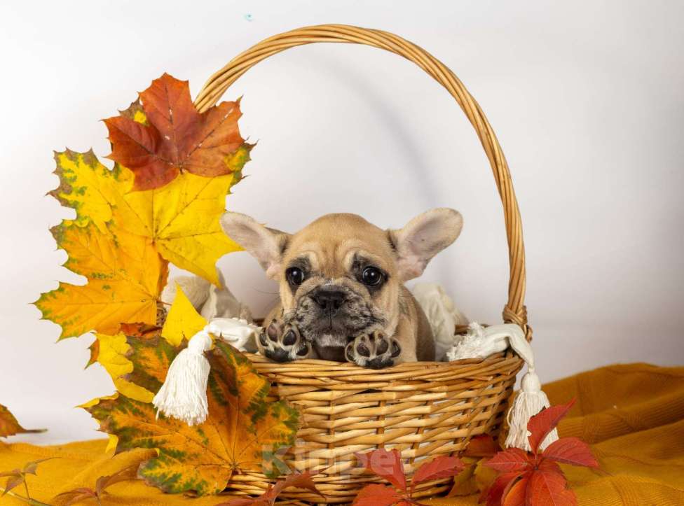 Собаки в Москве: Девочка палевый мрамор Девочка, 40 000 руб. - фото 2