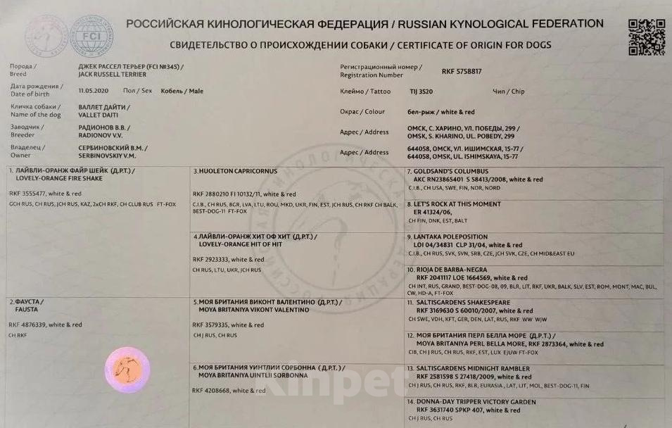 Собаки в Омске: Джек-рассел-терьер, щенки, метрика РКФ, прививки Мальчик, 30 000 руб. - фото 3