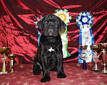 Собаки в Москве: Щенки из профессионального питомника Мальчик, 60 000 руб. - фото 9