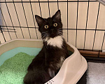 Кошки в Москве: Котенок в поисках дома Девочка, Бесплатно - фото 3