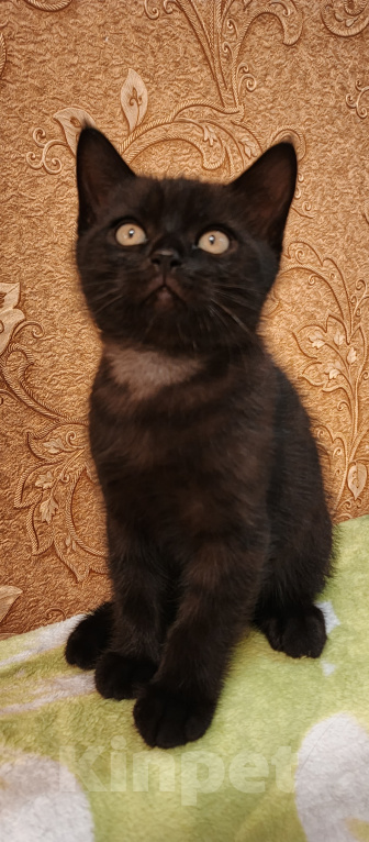 Кошки в Севастополе: Шотландский прямоухий котенок. Мальчик, 15 000 руб. - фото 3