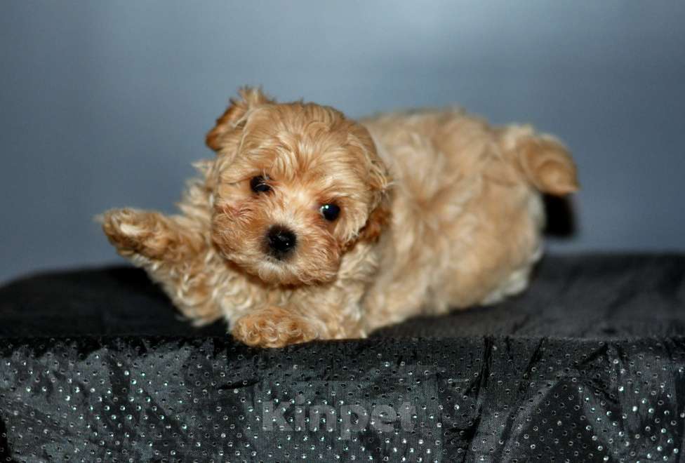 Собаки в других городах Свердловской области: мальтипу F1 мини, карамельный мальчик   Мальчик, 100 000 руб. - фото 6