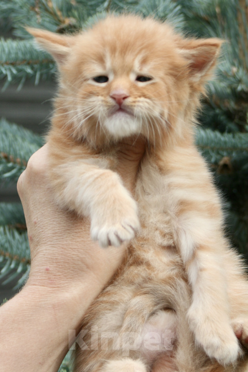 Кошки в Санкт-Петербурге: Мейн кун котята Мальчик, Бесплатно - фото 2