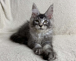 Кошки в Дмитрове: Черная серебристая тикированная девочка мейн кун Sakura  Девочка, 30 000 руб. - фото 2