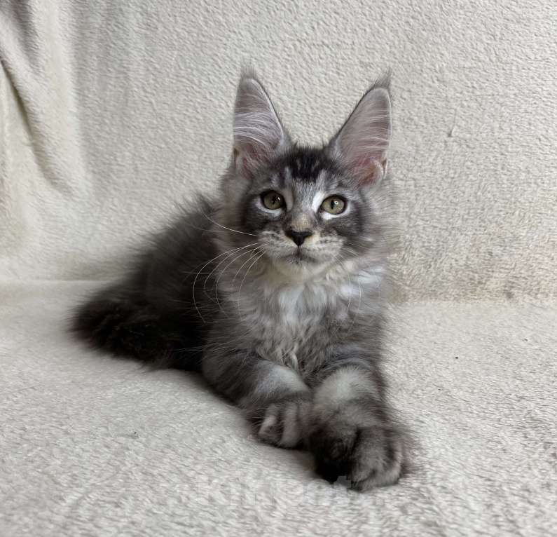 Кошки в Дмитрове: Черная серебристая тикированная девочка мейн кун Sakura  Девочка, 30 000 руб. - фото 2
