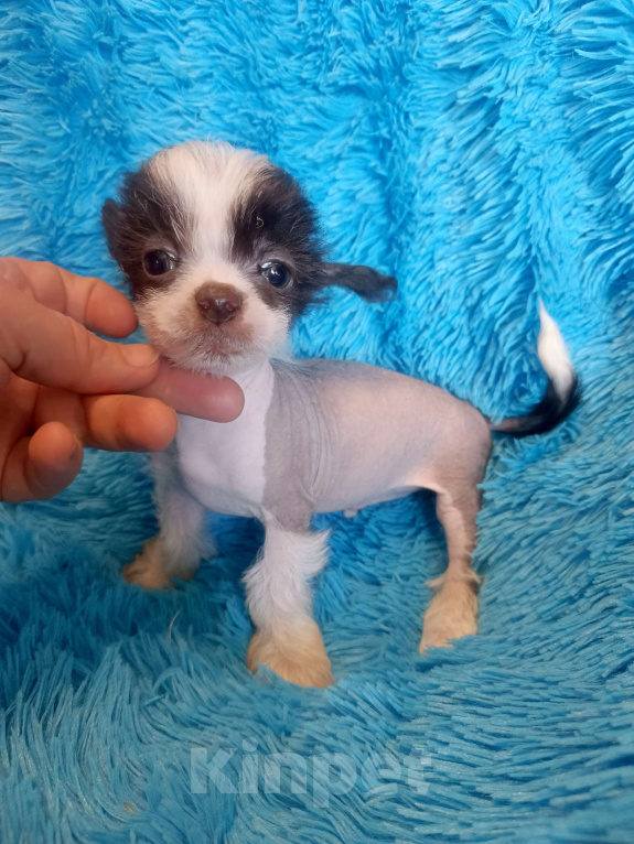 Собаки в Санкт-Петербурге: Китайская хохлатая мини  Мальчик, 50 000 руб. - фото 2