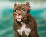Собаки в Видном: Американский булли, щенок Белла Девочка, Бесплатно - фото 1