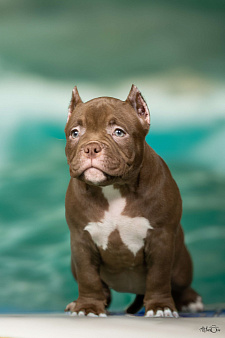 Американский булли, щенок Белла